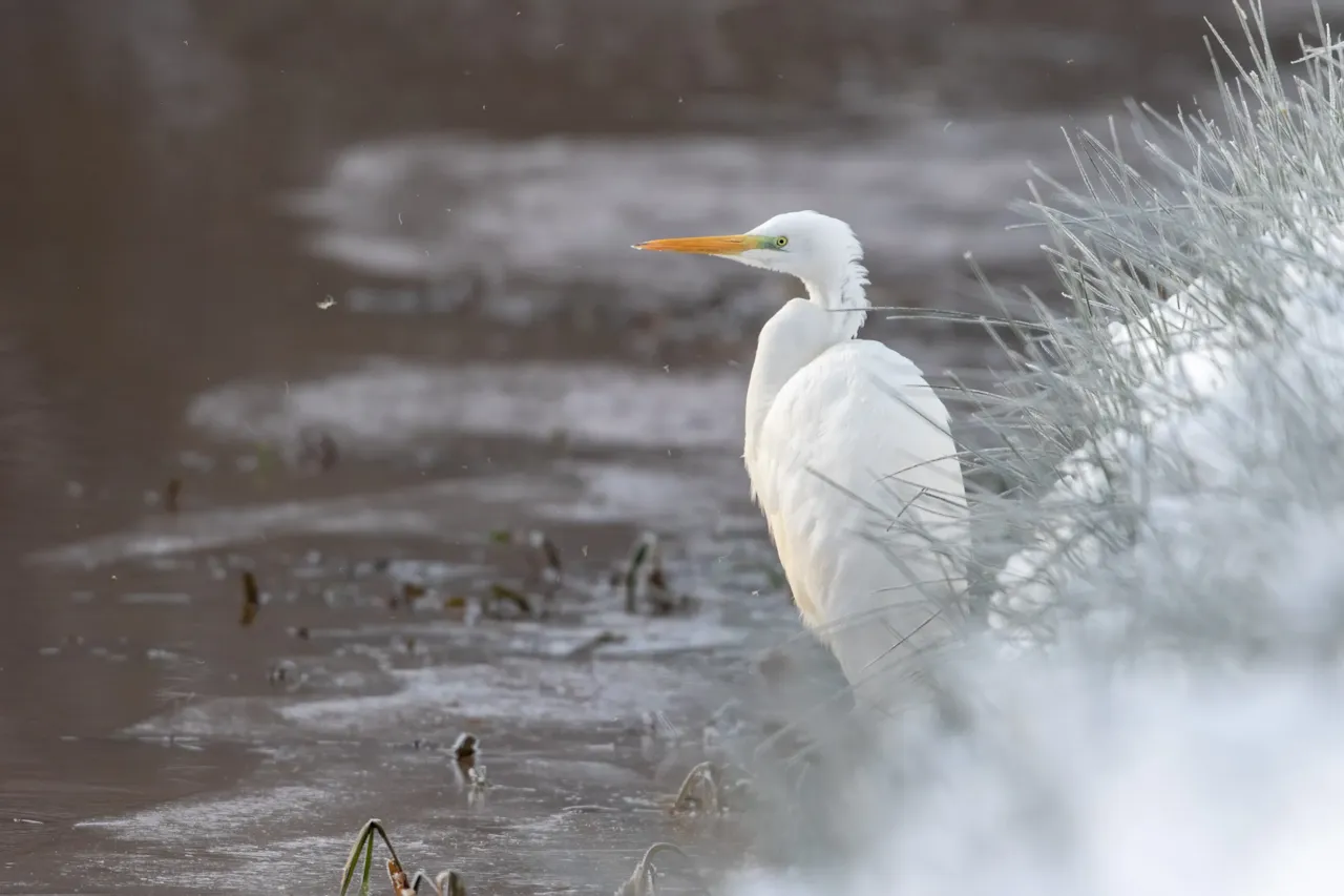 Grote zilverreiger