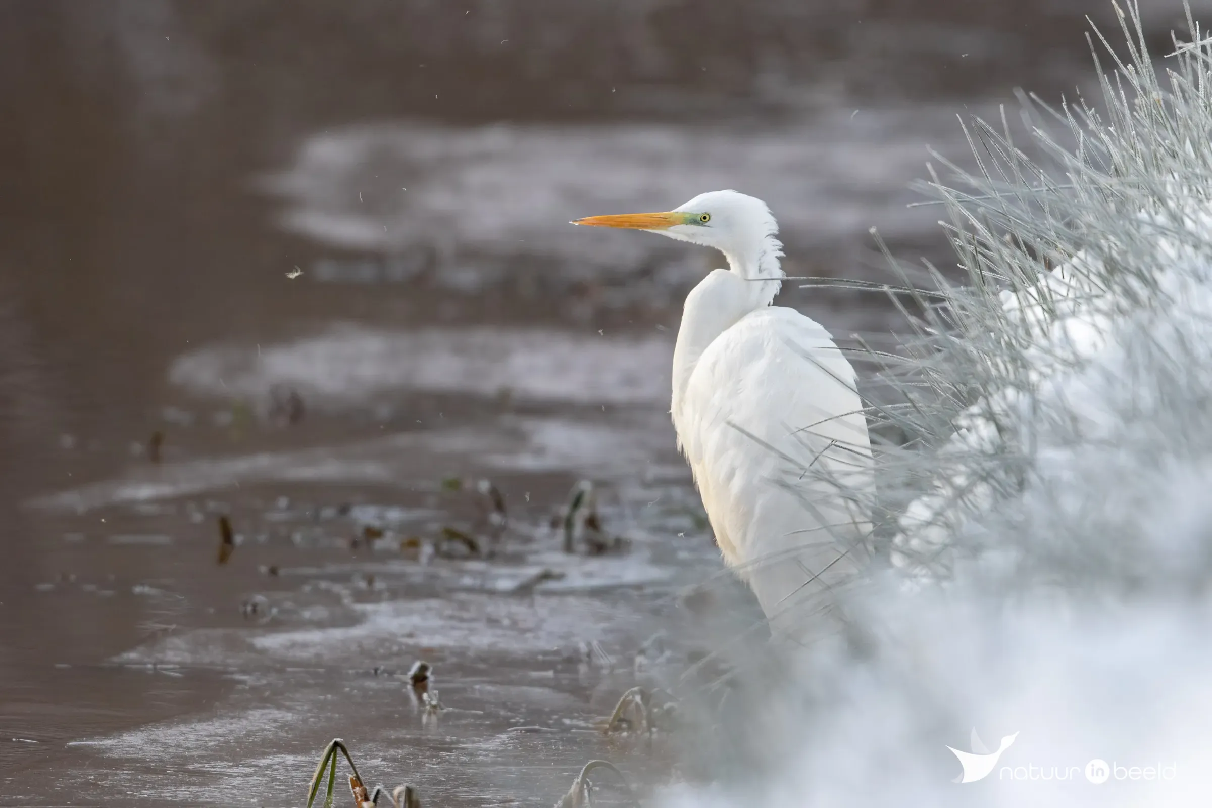 Grote zilverreiger — natuurfoto van Johan van Beilen