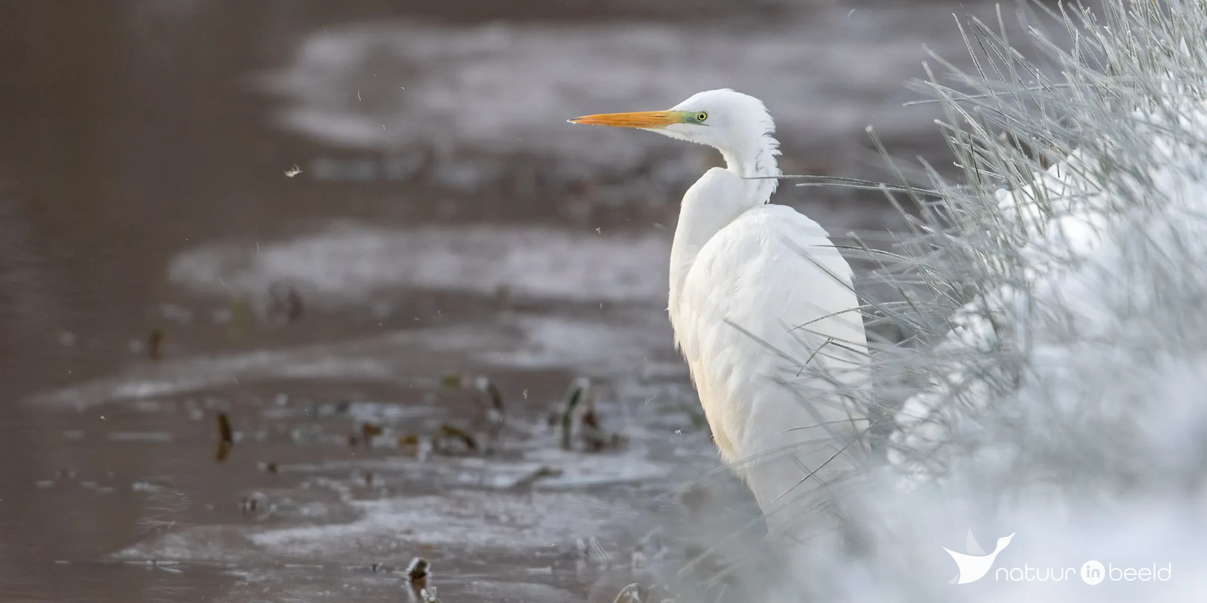 Grote zilverreiger — natuurfoto van Johan van Beilen