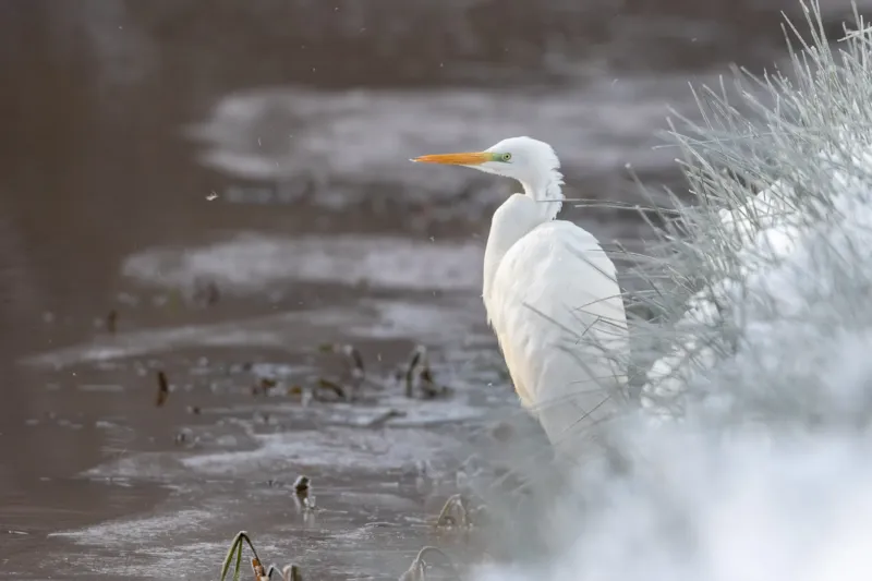 Grote zilverreiger