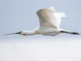 Lepelaar