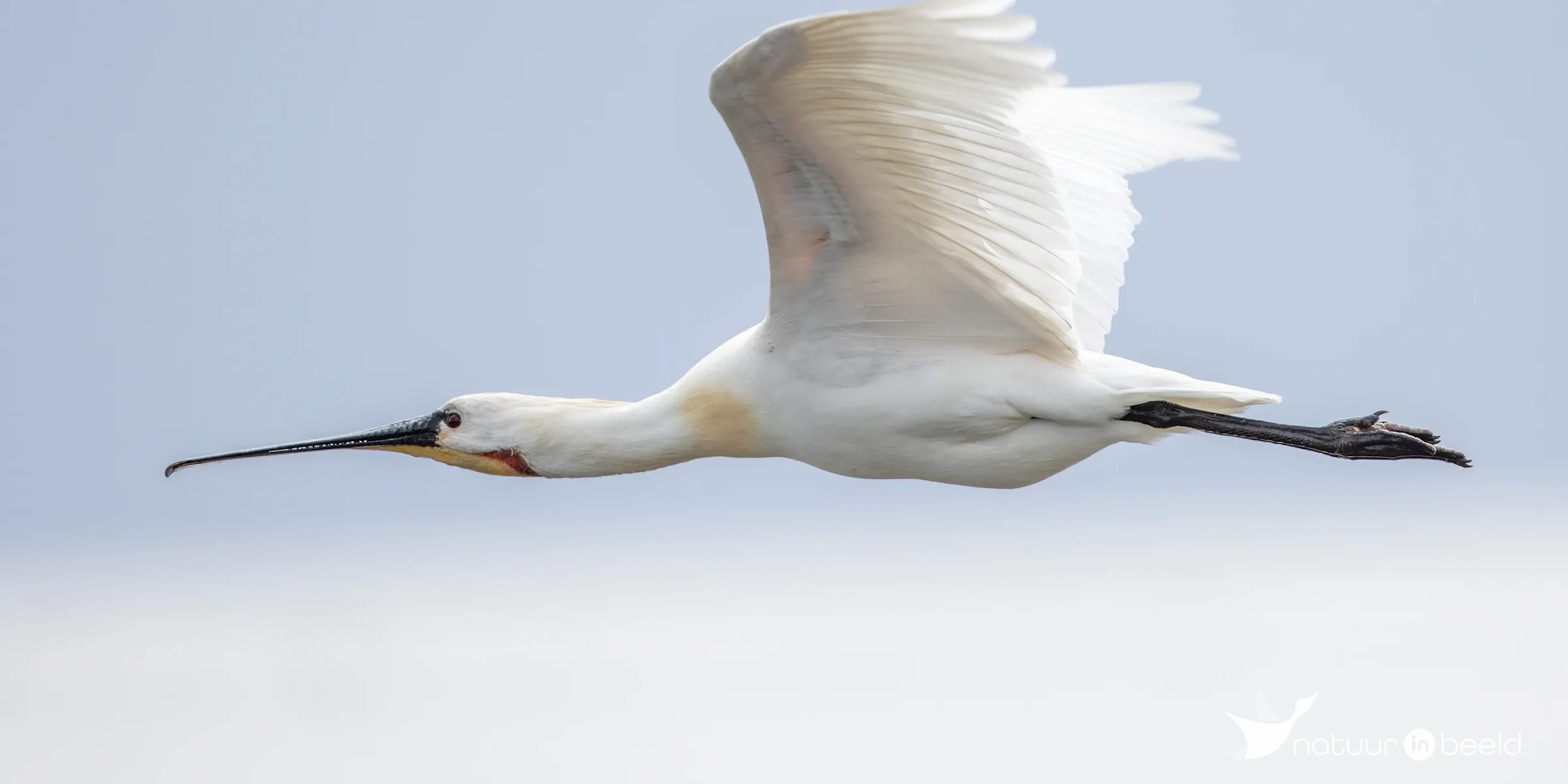 Lepelaar — natuurfoto van Johan van Beilen