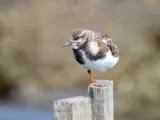 Steenloper