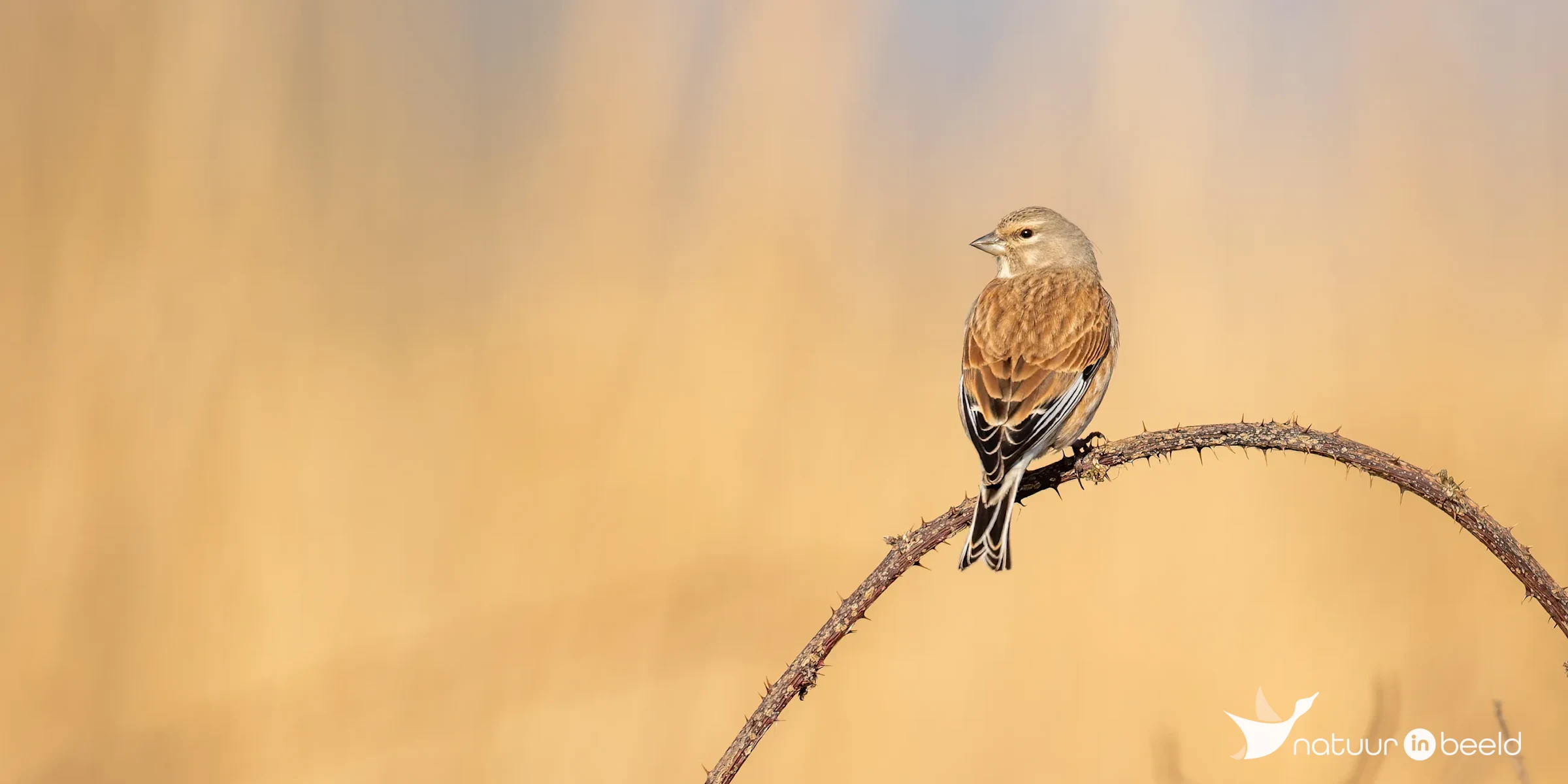 Kneu — natuurfoto van Johan van Beilen