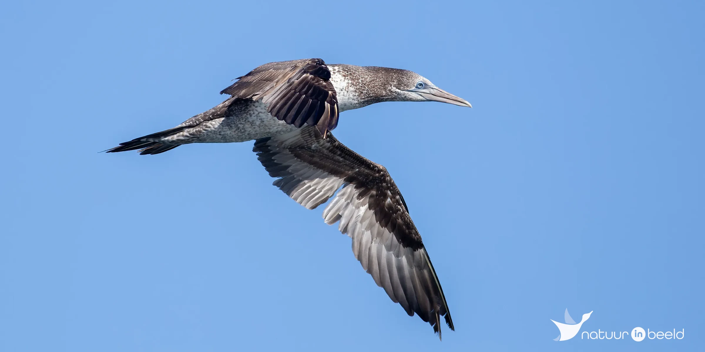 Jonge Jan-van-gent — natuurfoto van Johan van Beilen