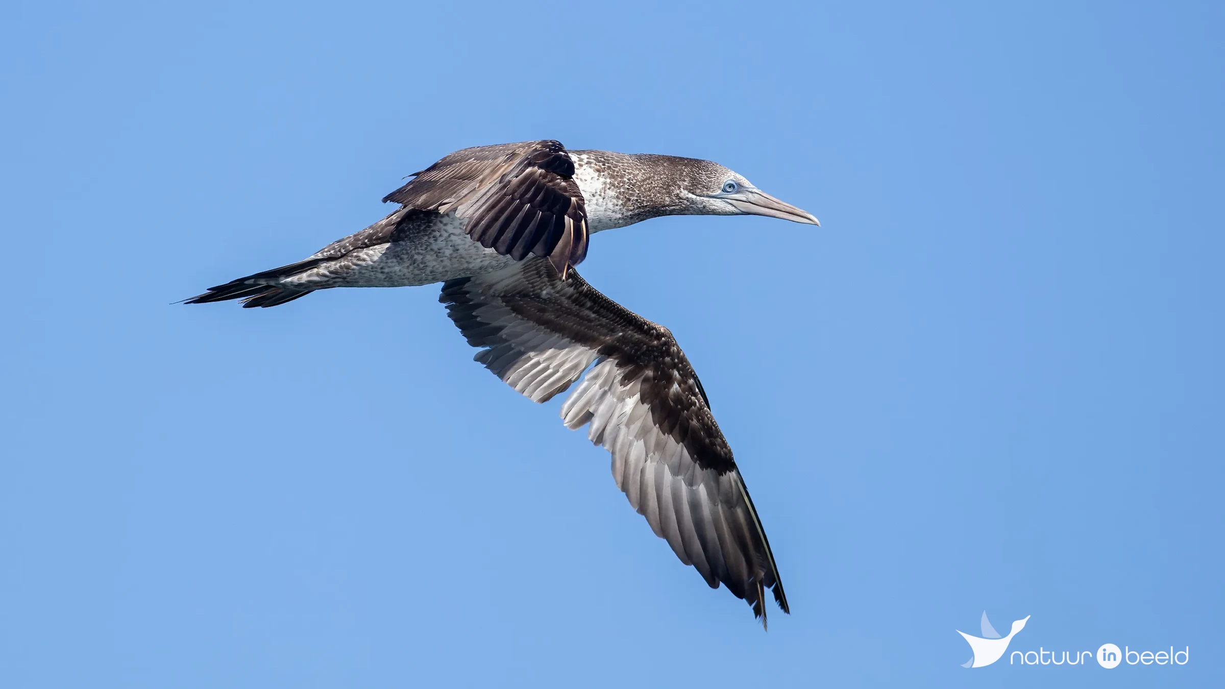 Jonge Jan-van-gent — natuurfoto van Johan van Beilen