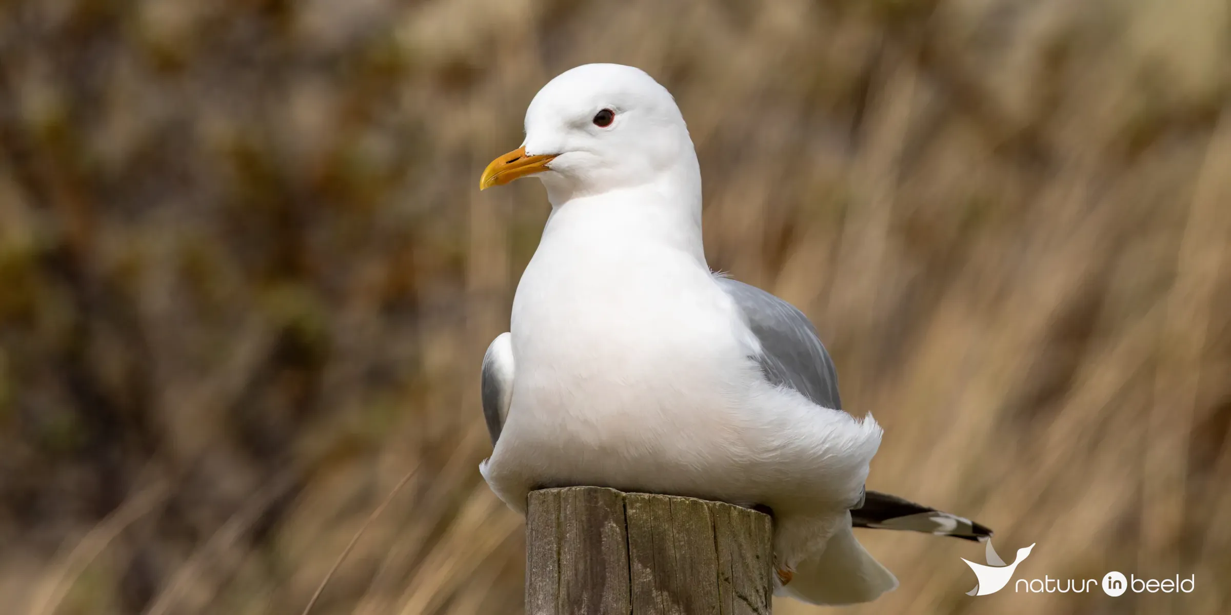 Stormmeeuw — natuurfoto van Johan van Beilen