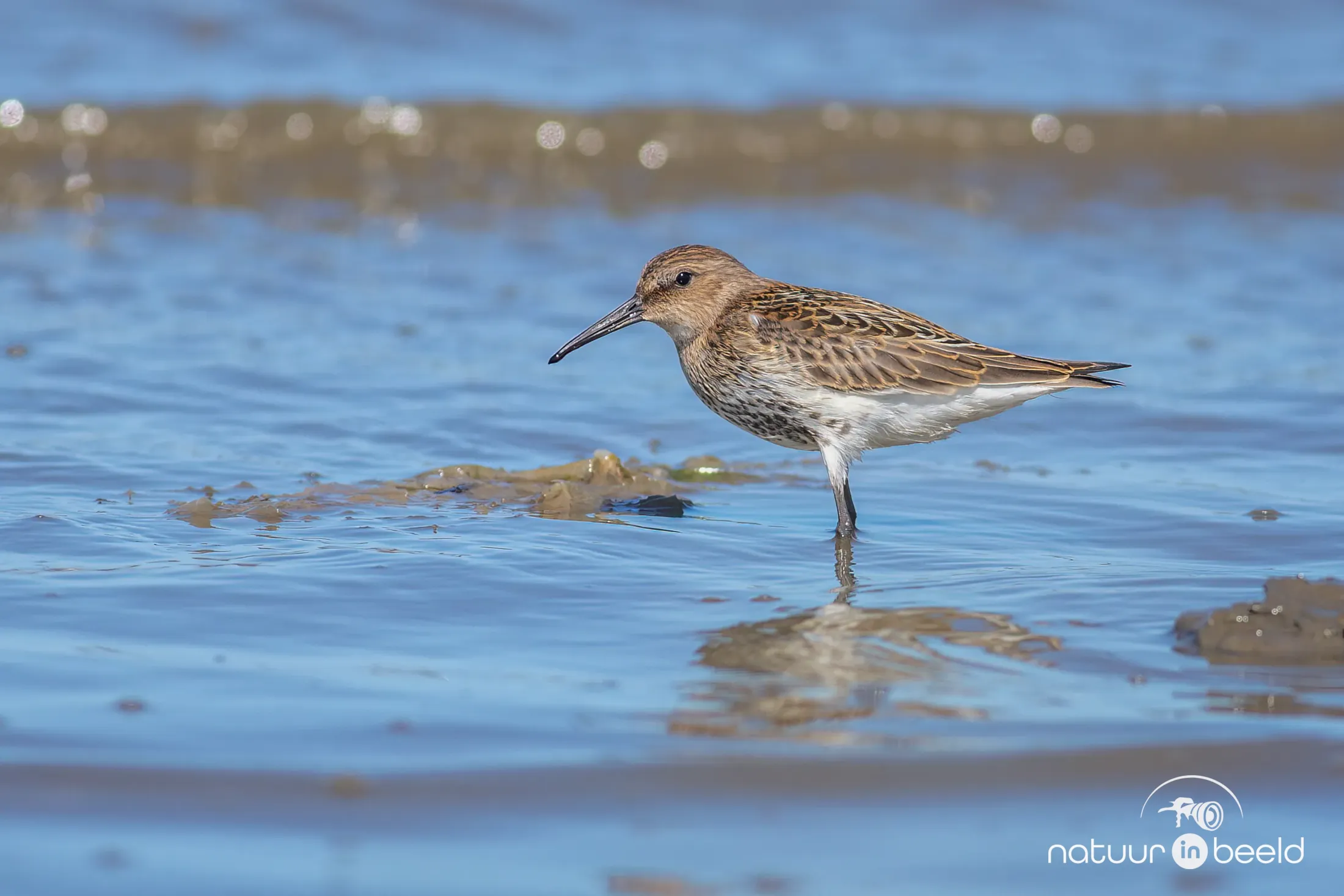 Bonte strandloper