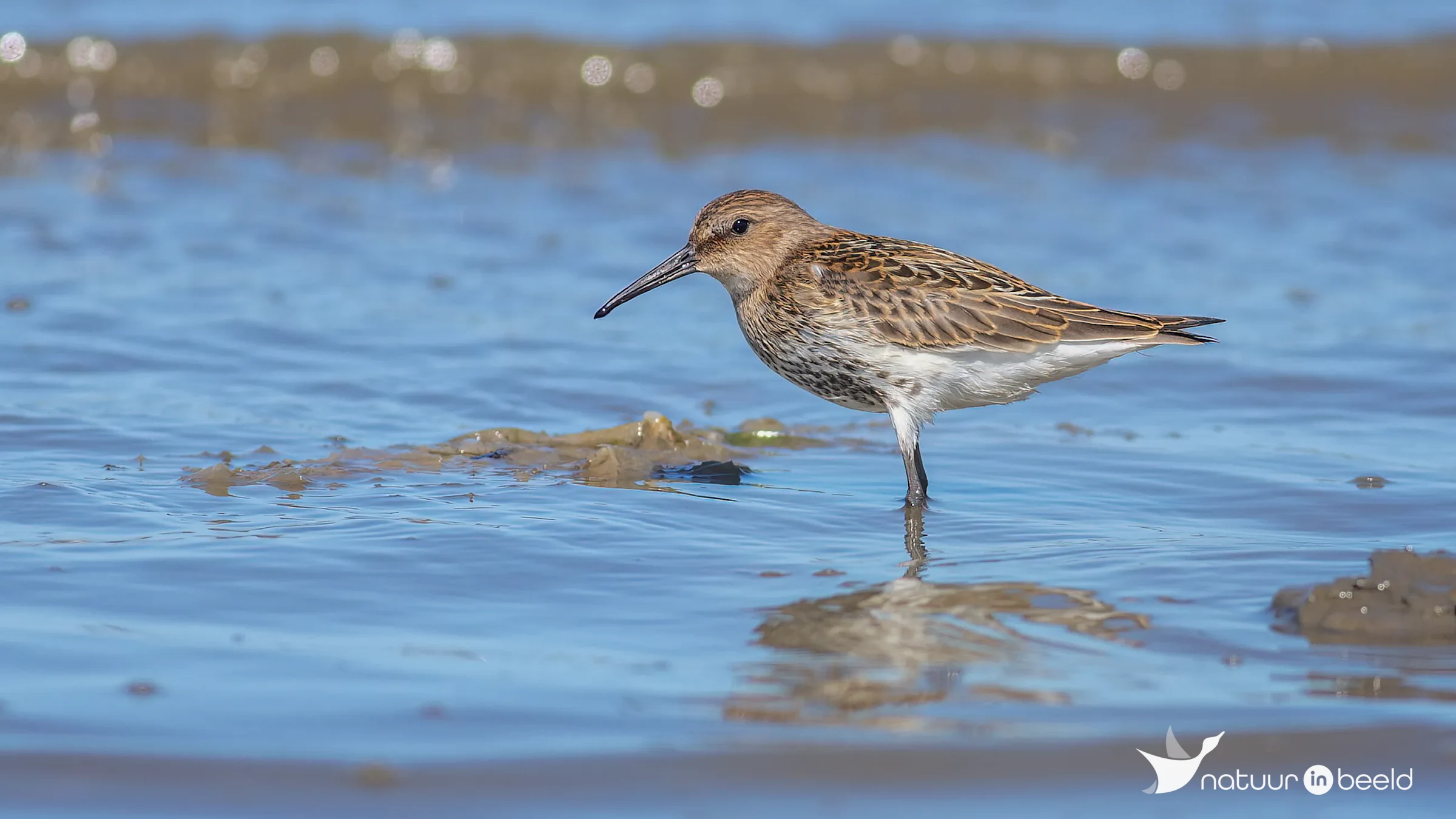 Bonte strandloper — natuurfoto van Johan van Beilen