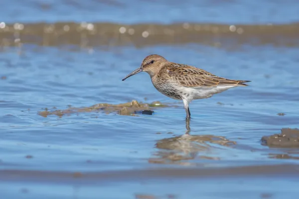 Bonte strandloper