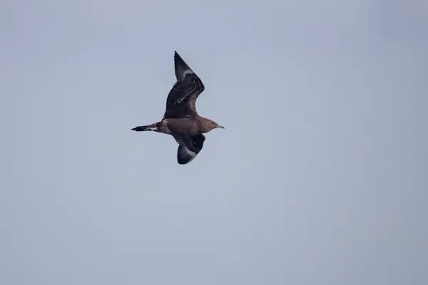 Kleine jager — natuurfoto van Johan van Beilen