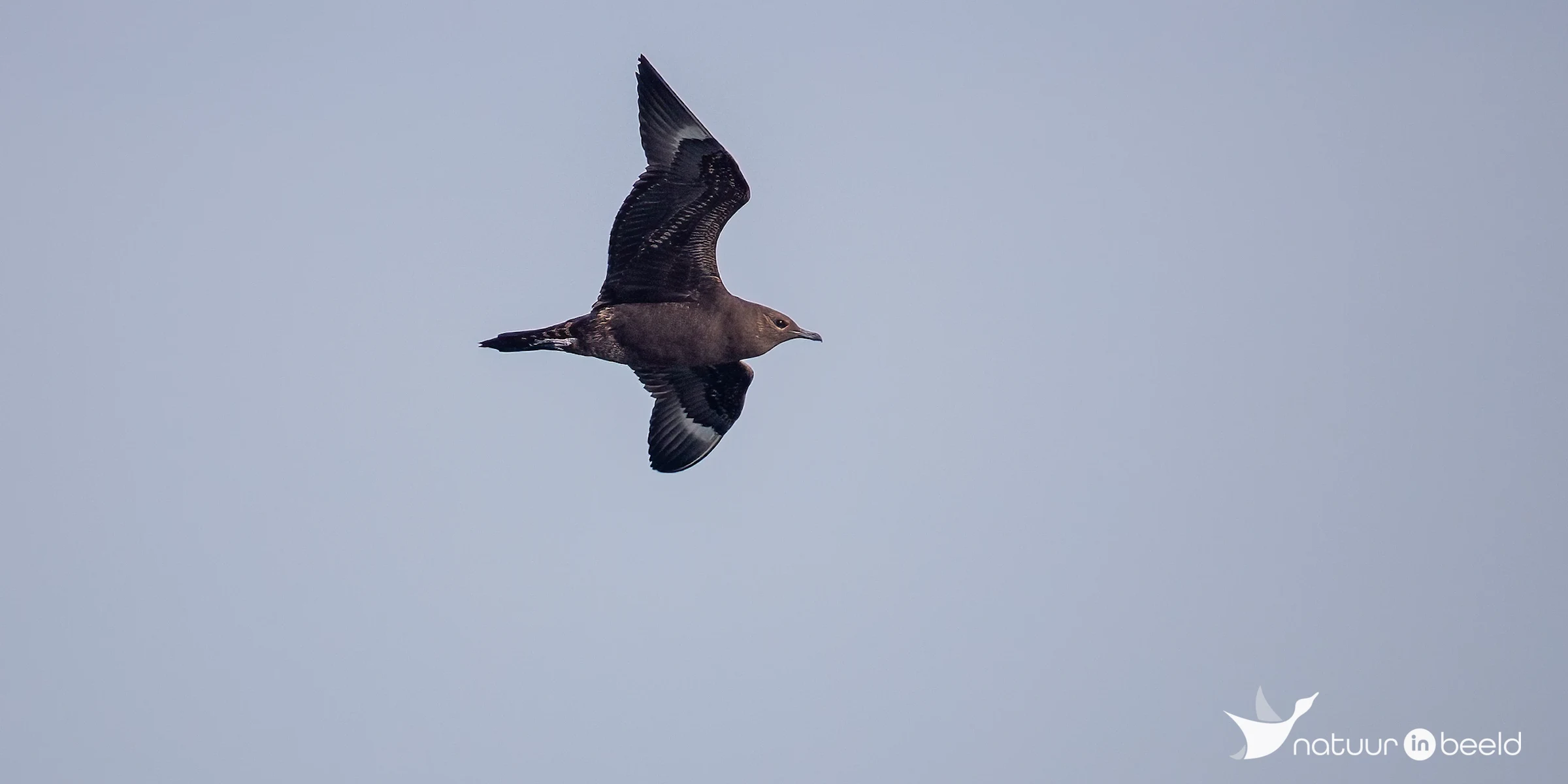 Kleine jager — natuurfoto van Johan van Beilen