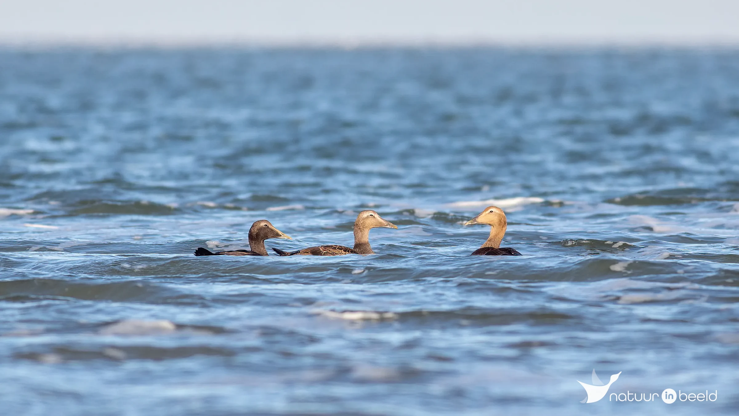 Eidereenden — natuurfoto van Johan van Beilen