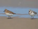 Drieteenstrandloper
