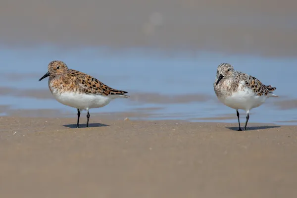 Drieteenstrandlopers