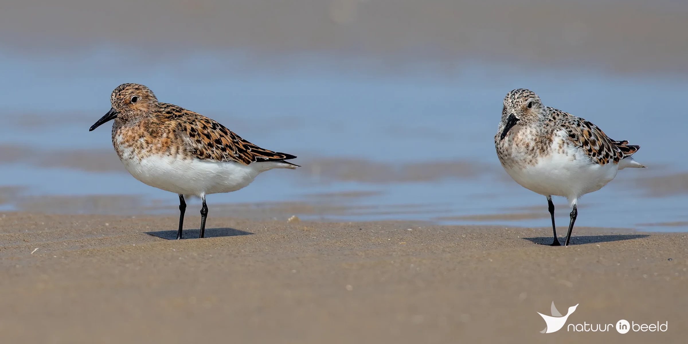 Drieteenstrandlopers — natuurfoto van Johan van Beilen