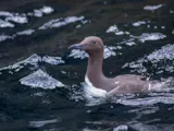 Zeekoet