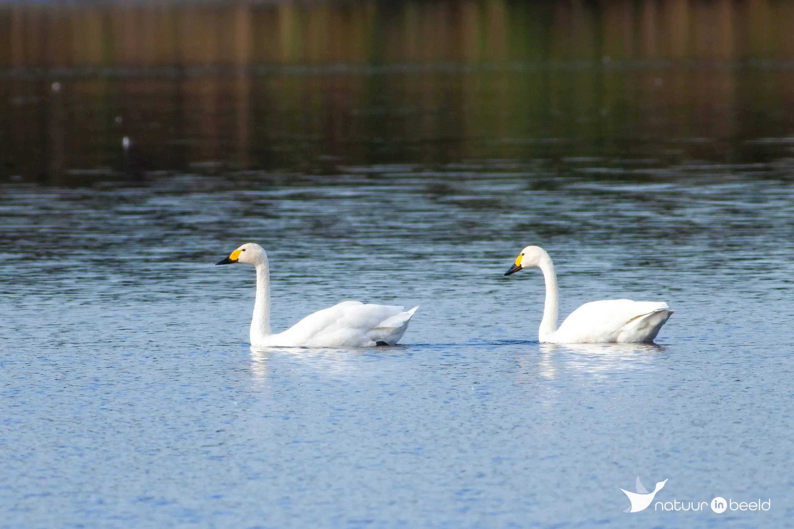 Kleine zwaan — natuurfoto van Johan van Beilen