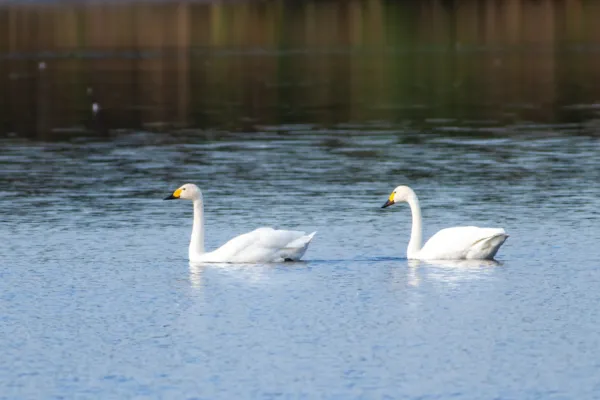 Kleine zwaan — natuurfoto van Johan van Beilen