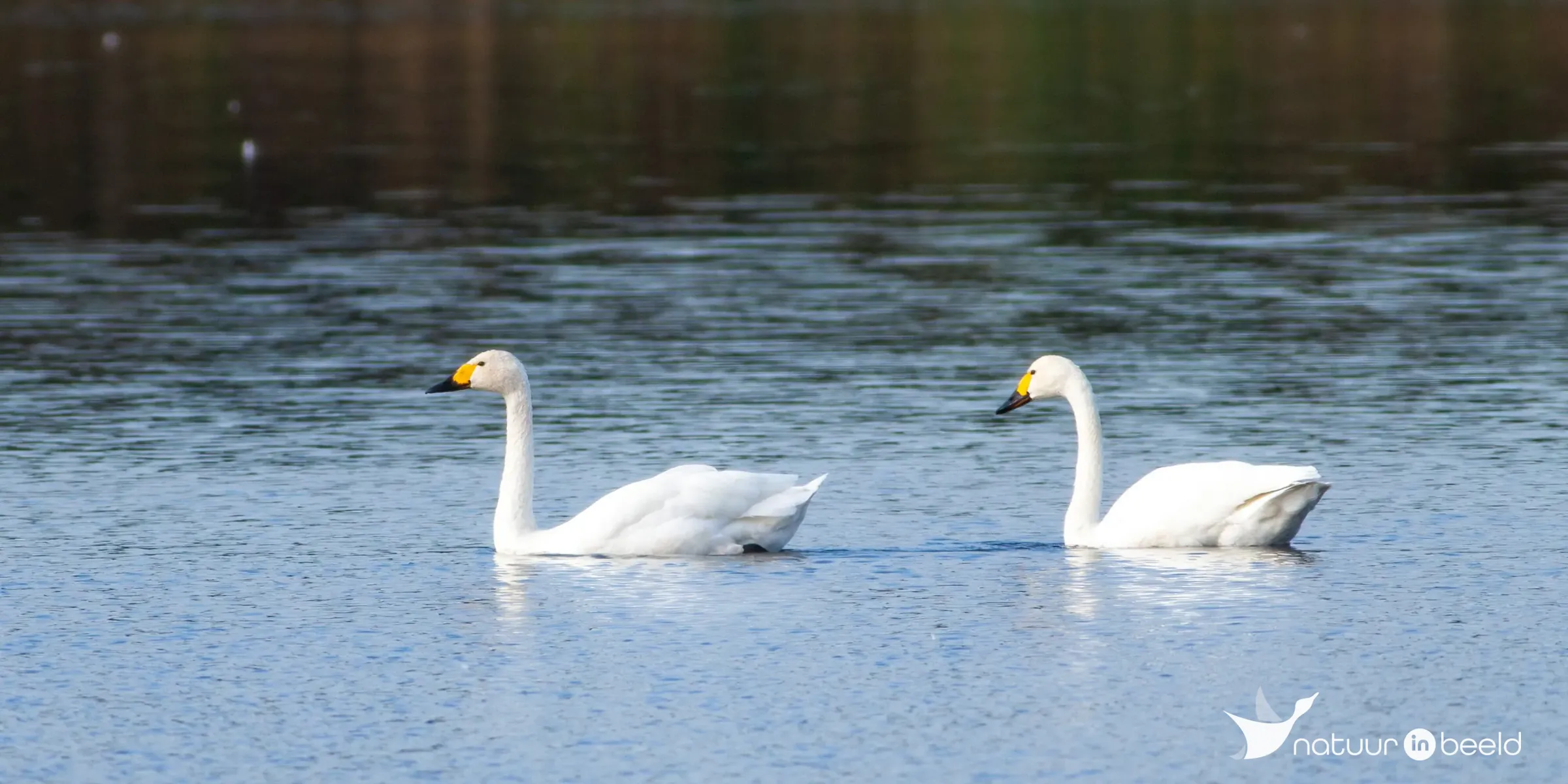 Kleine zwaan — natuurfoto van Johan van Beilen