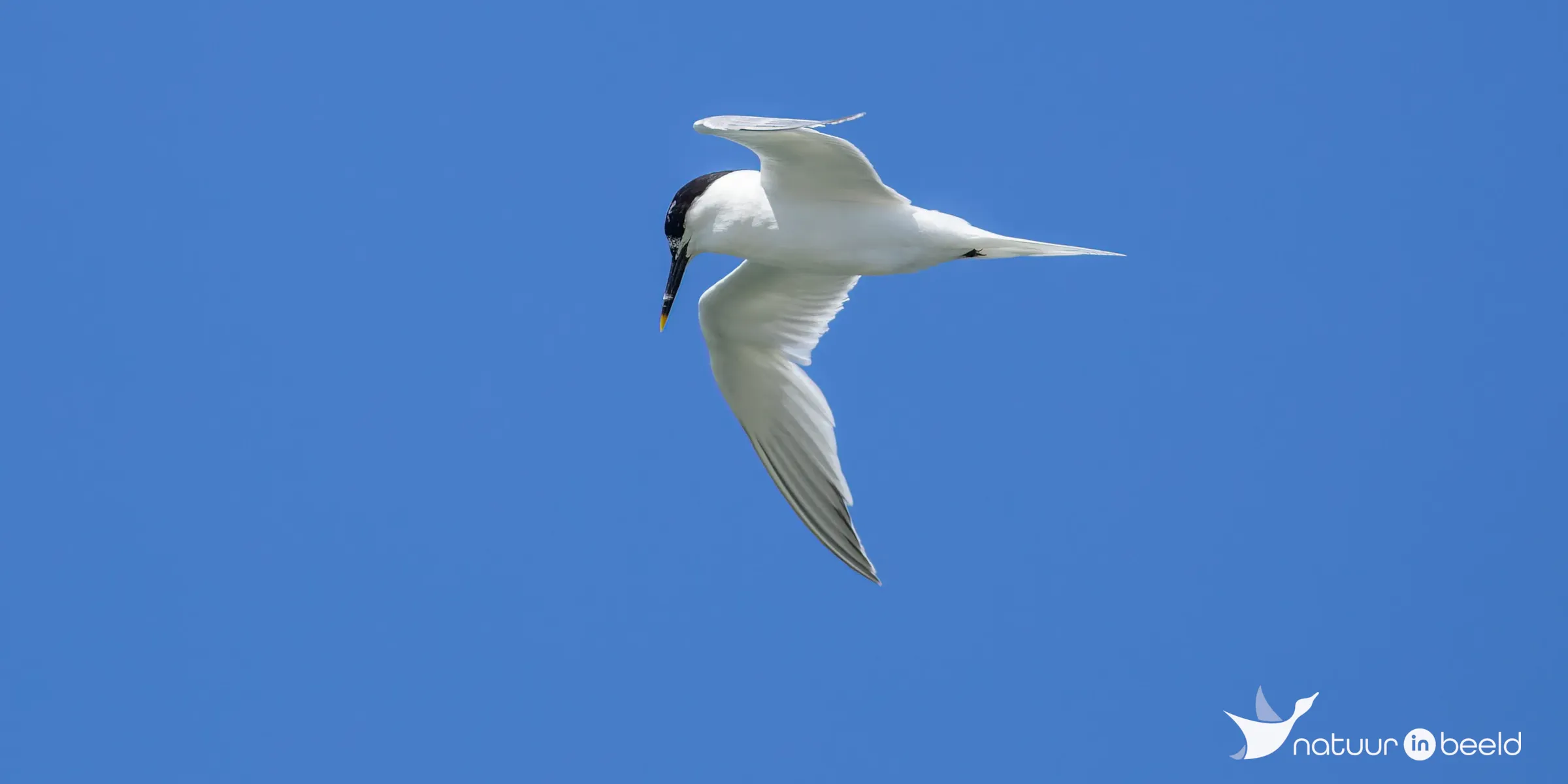 Grote stern — natuurfoto van Johan van Beilen