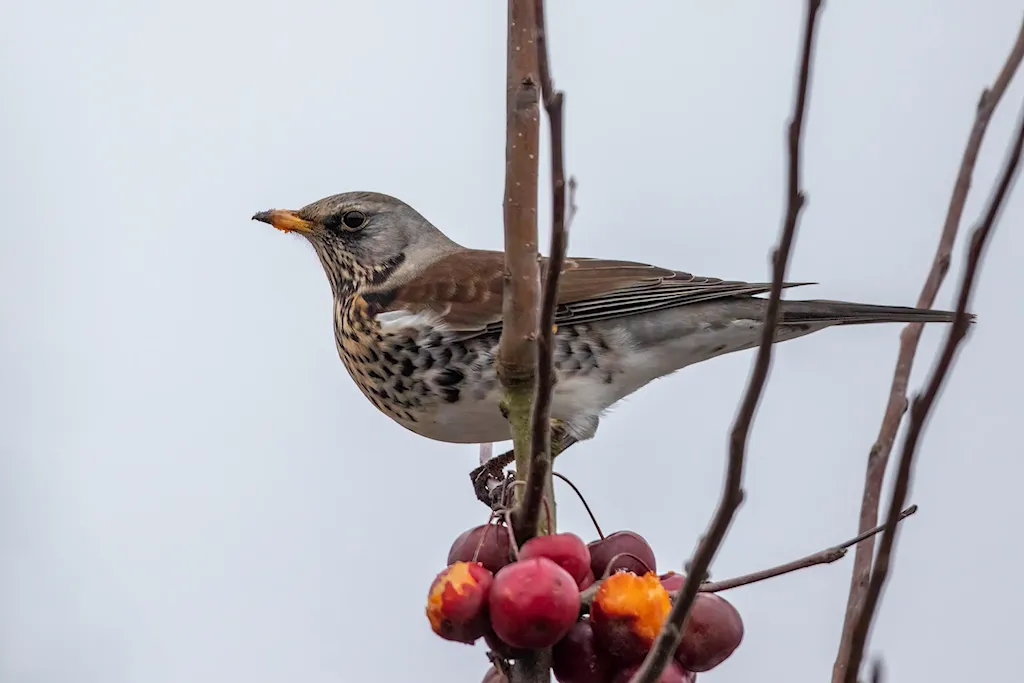 Kramsvogel