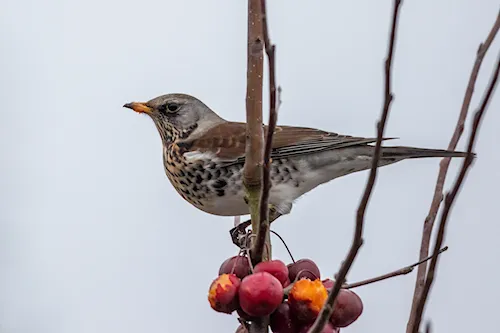 Kramsvogel