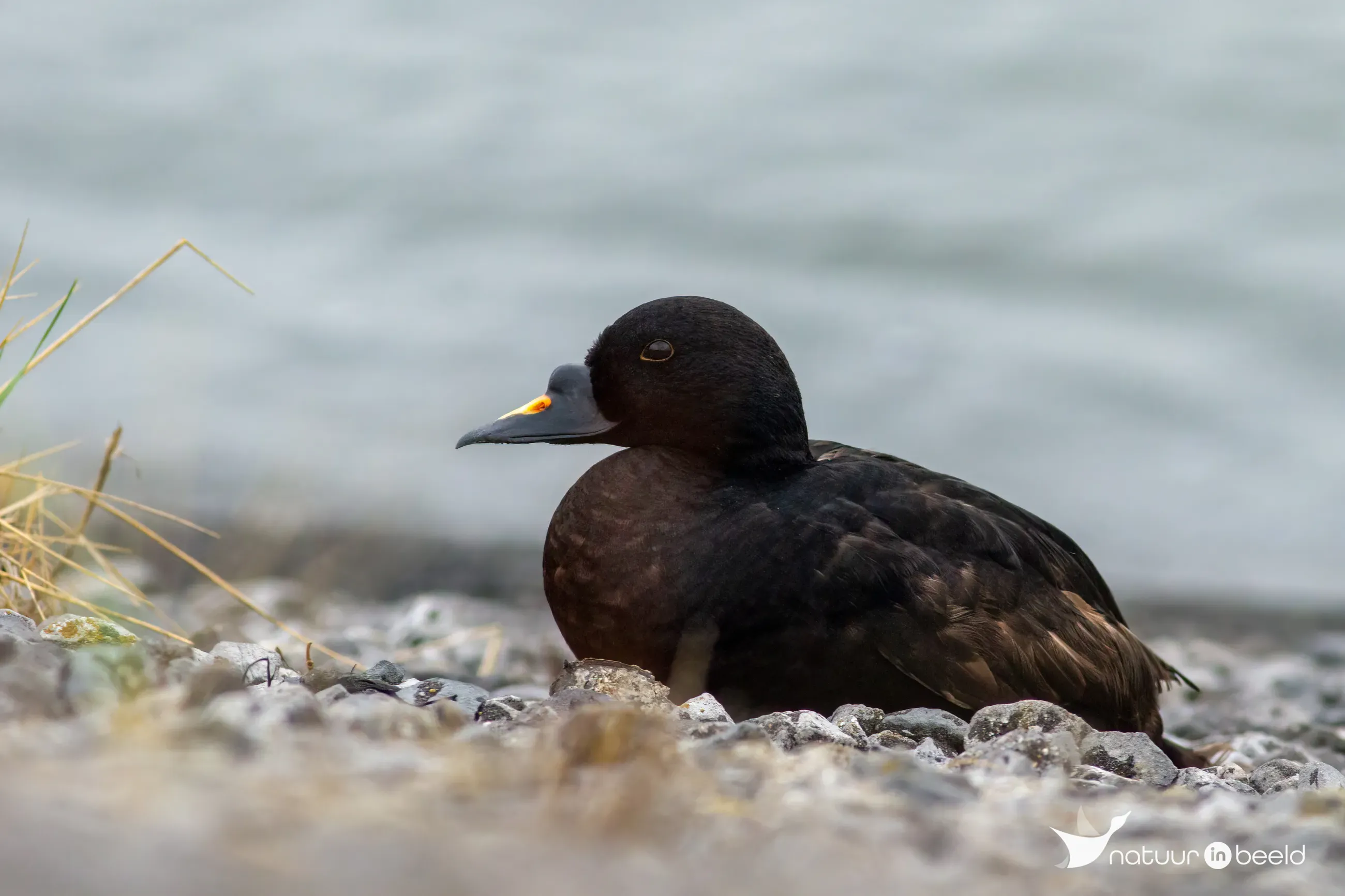 Zwarte zee-eend — natuurfoto van Johan van Beilen