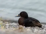 Zwarte zee-eend