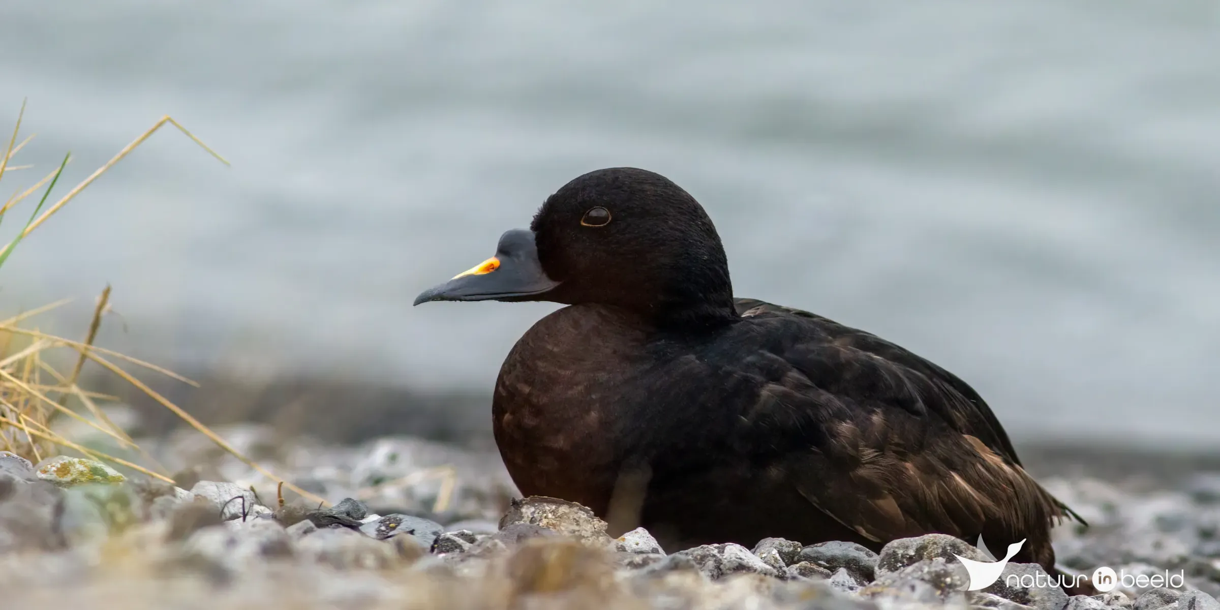 Zwarte zee-eend — natuurfoto van Johan van Beilen