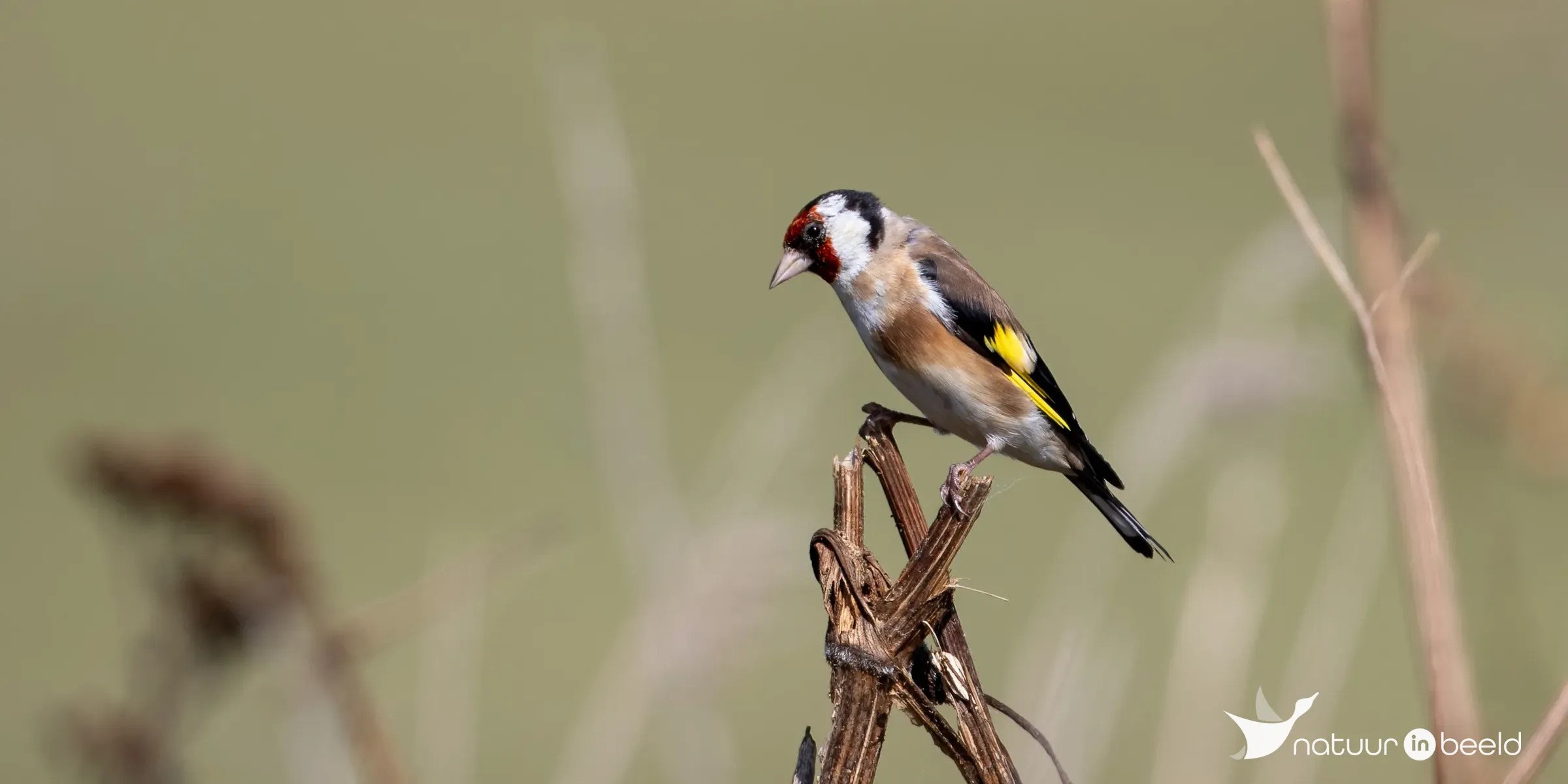 Putter — natuurfoto van Johan van Beilen