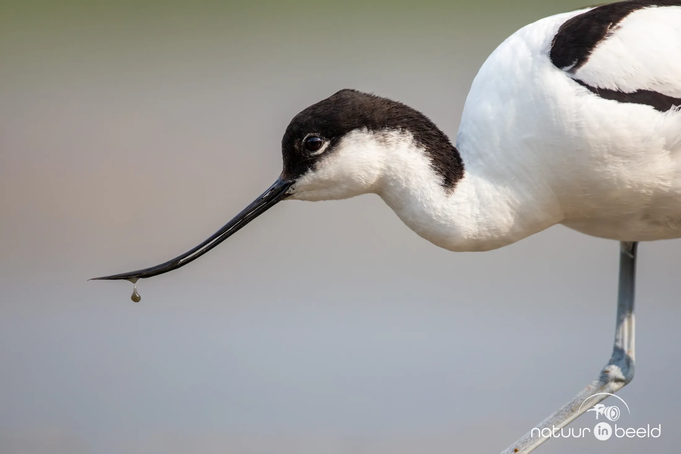 Close-up van een Kluut