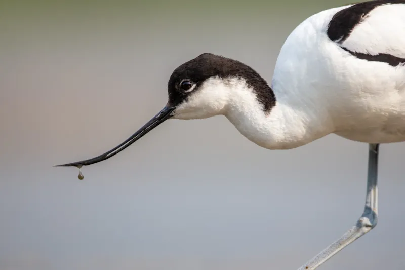 Close-up van een Kluut