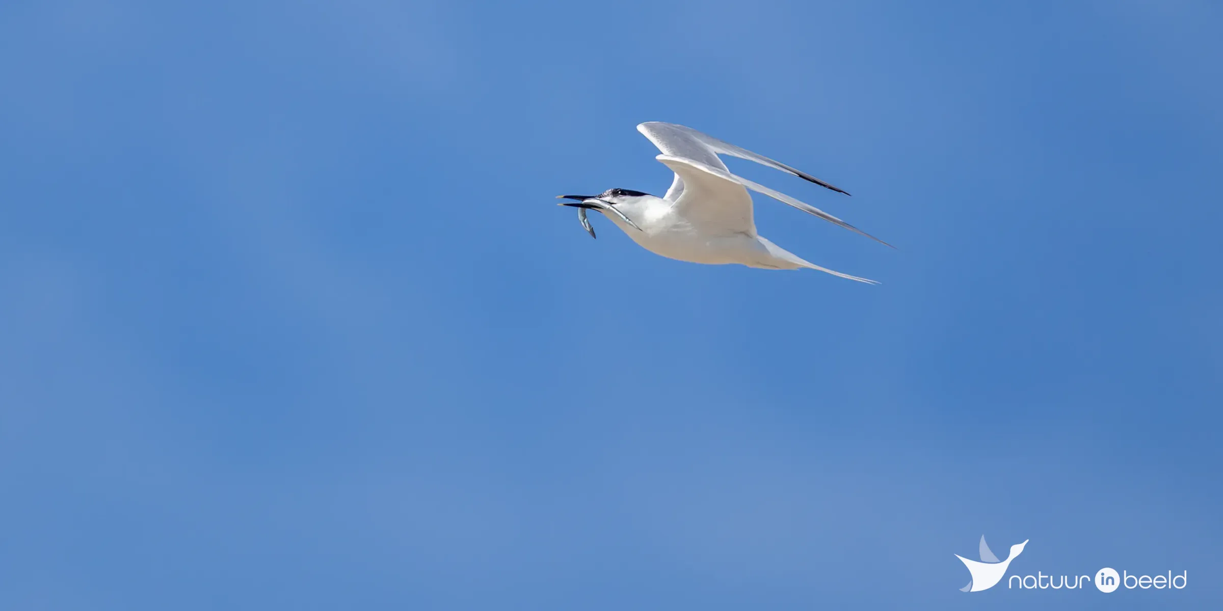 Grote stern met vis — natuurfoto van Johan van Beilen