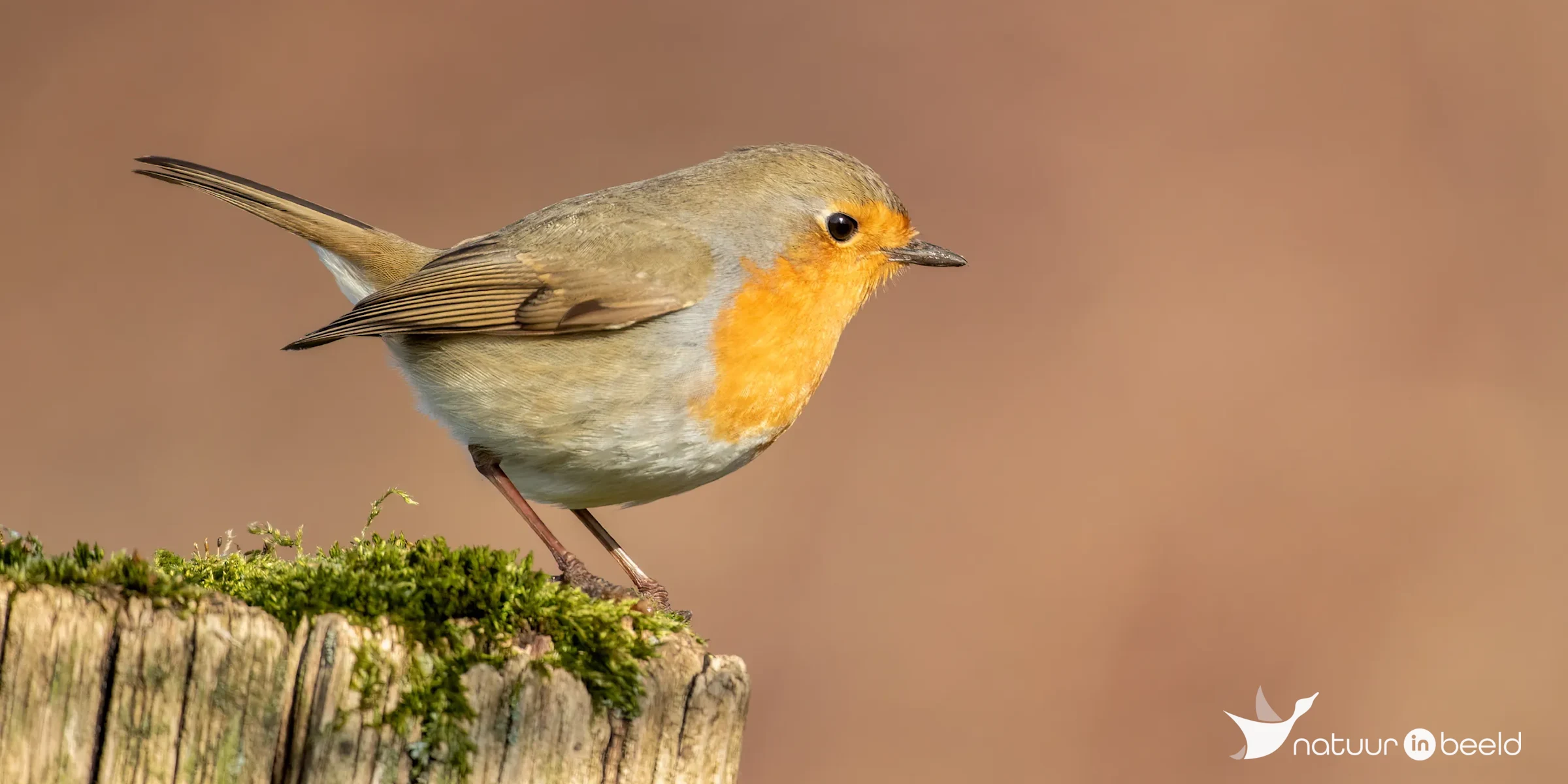 Roodborst — natuurfoto van Johan van Beilen
