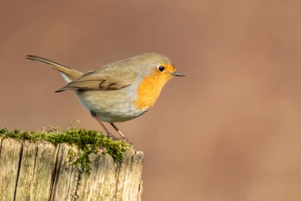 Roodborst