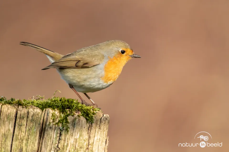 Roodborst