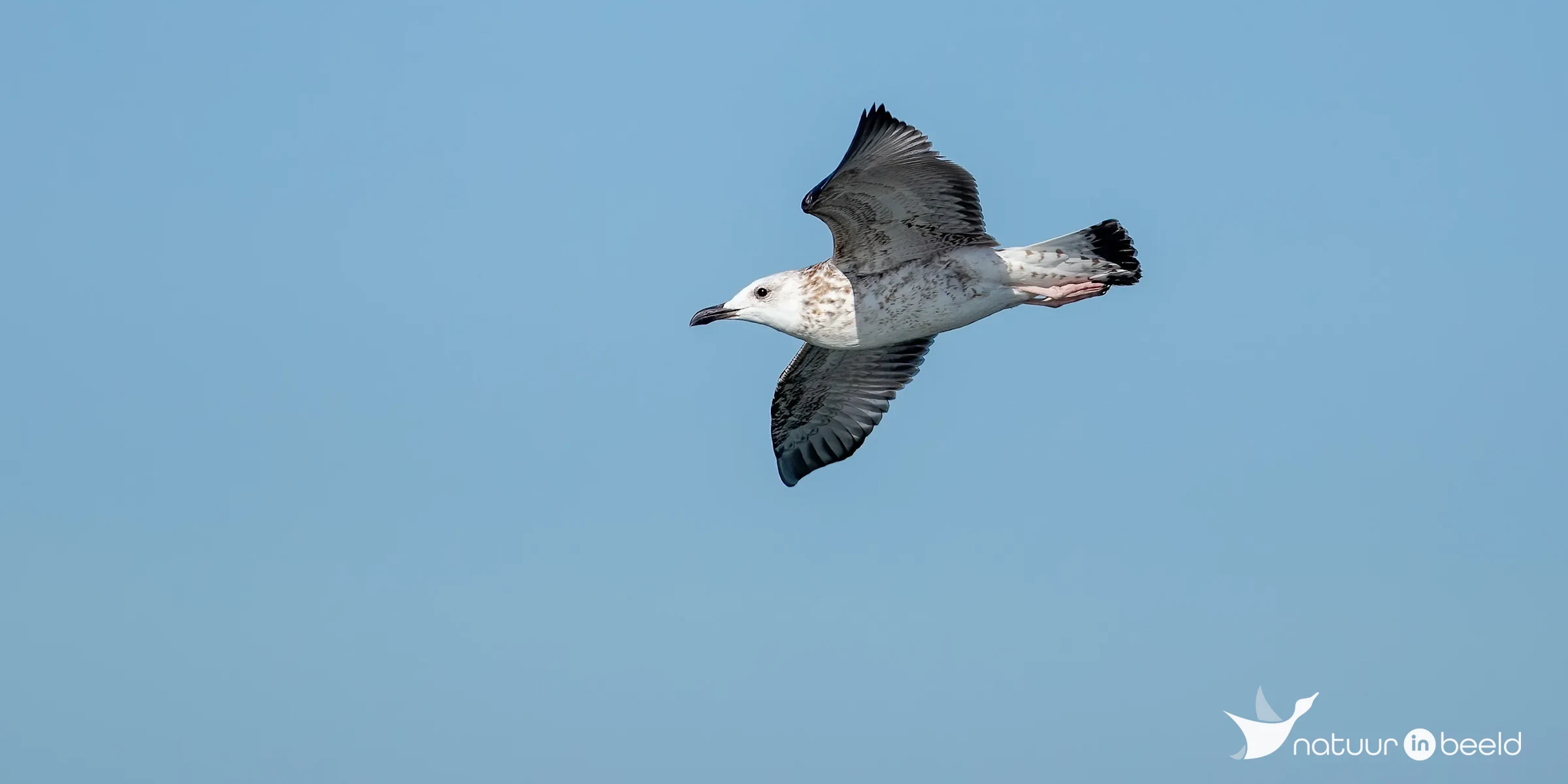 Pontische meeuw — natuurfoto van Johan van Beilen
