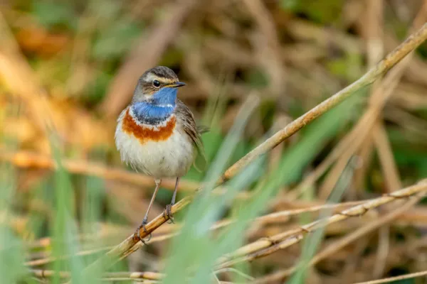 Blauwborst