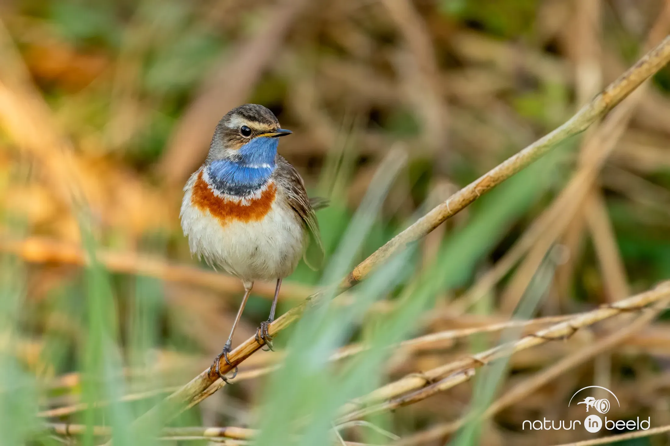 Blauwborst