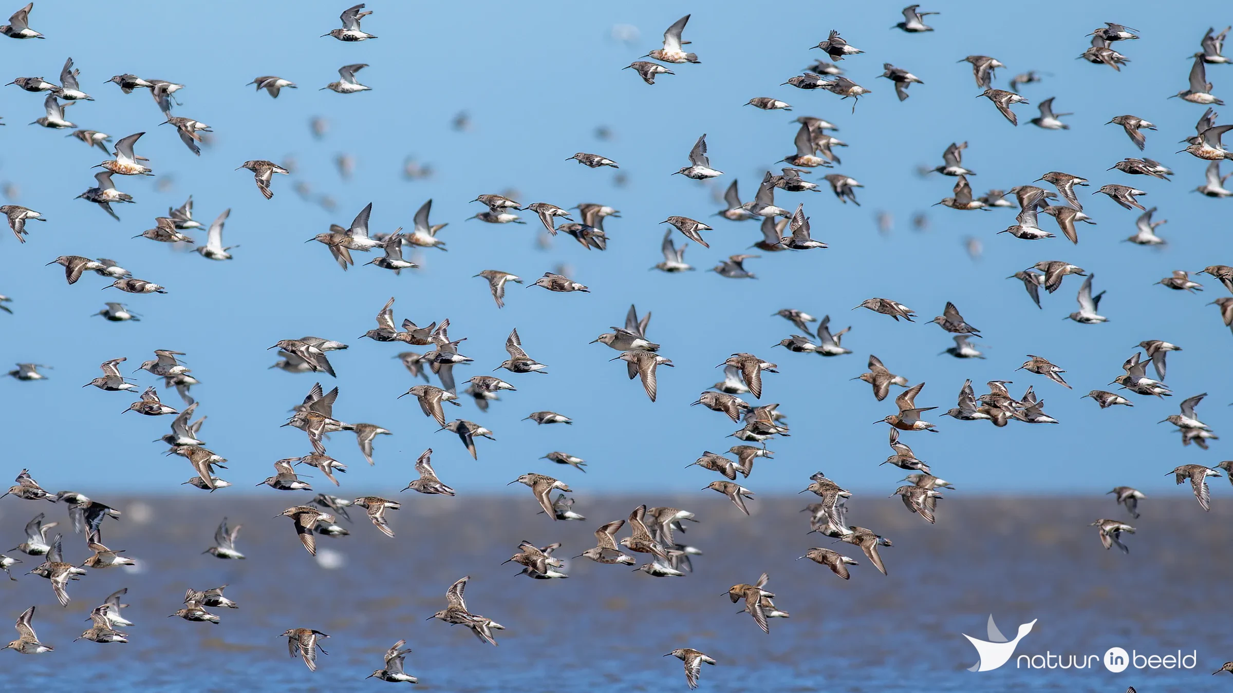 Bonte strandloper — natuurfoto van Johan van Beilen