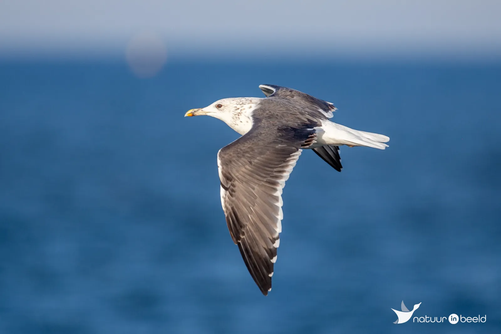 Kleine mantelmeeuw — natuurfoto van Johan van Beilen