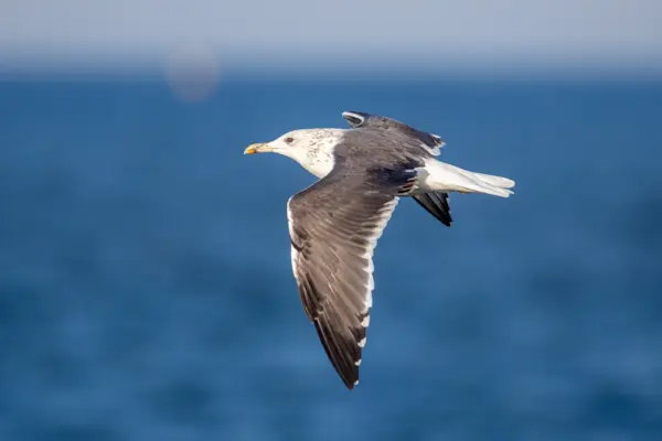 Kleine mantelmeeuw — natuurfoto van Johan van Beilen