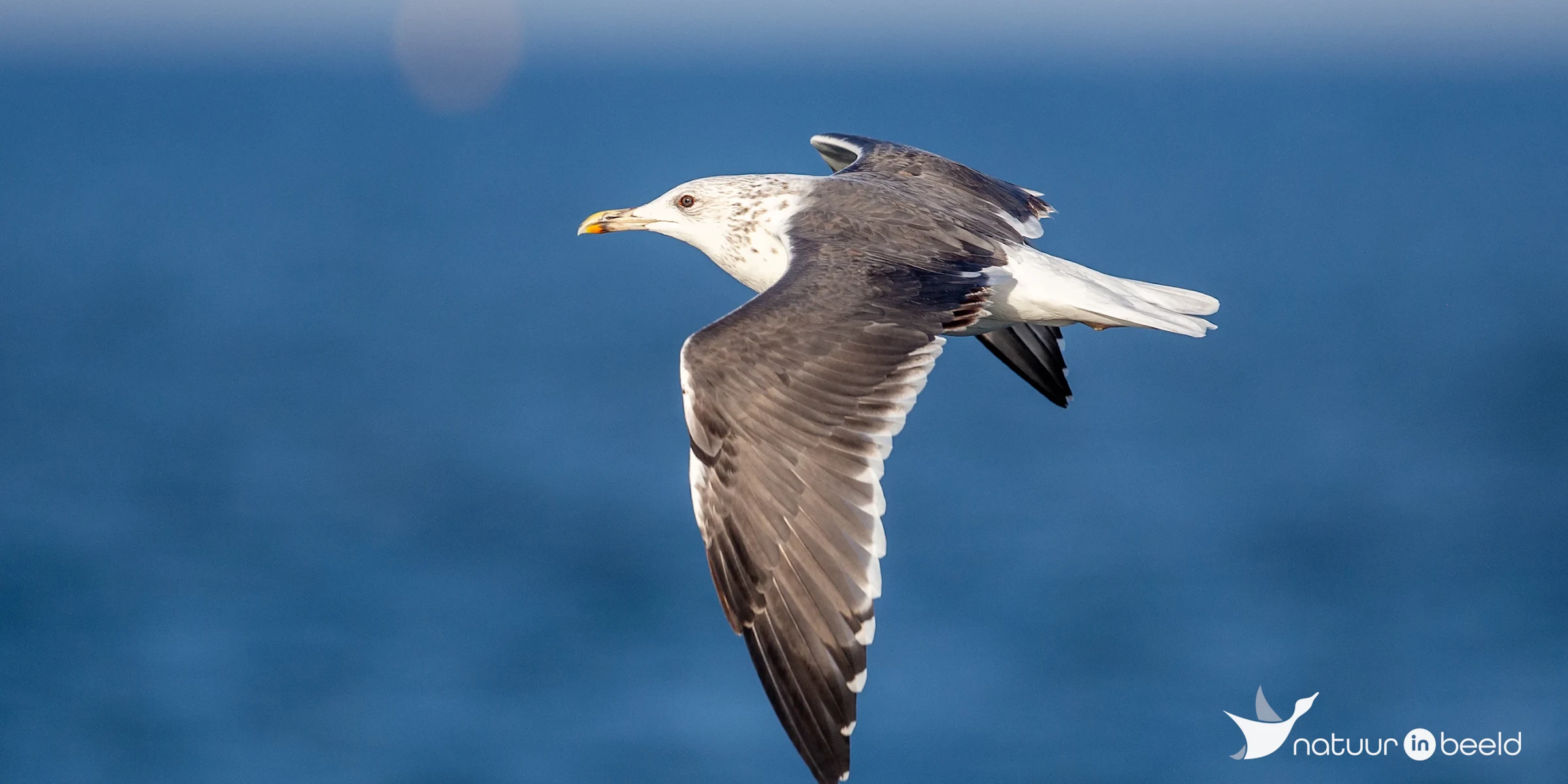 Kleine mantelmeeuw — natuurfoto van Johan van Beilen