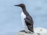 Zeekoet