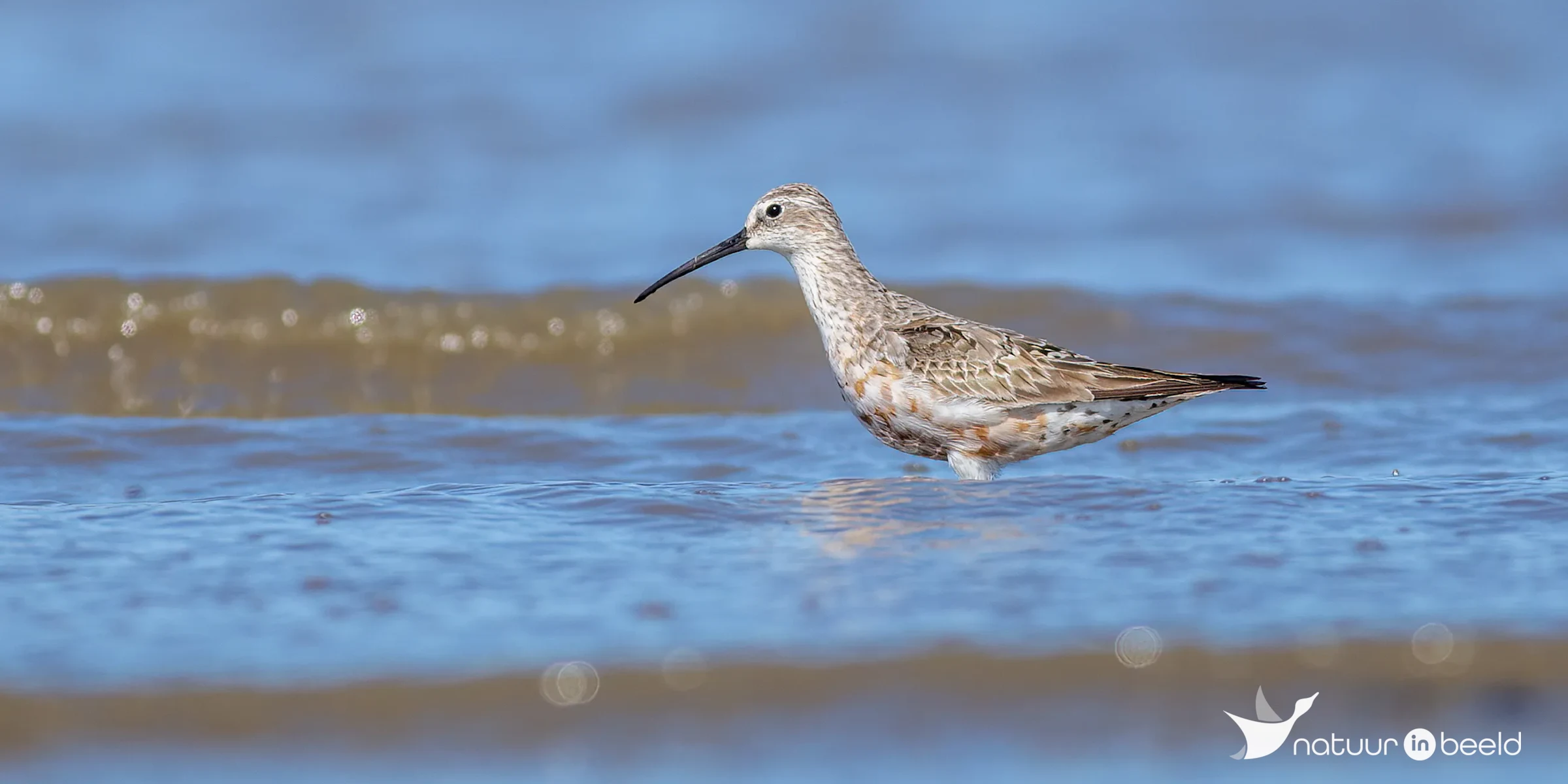 Krombekstrandloper — natuurfoto van Johan van Beilen