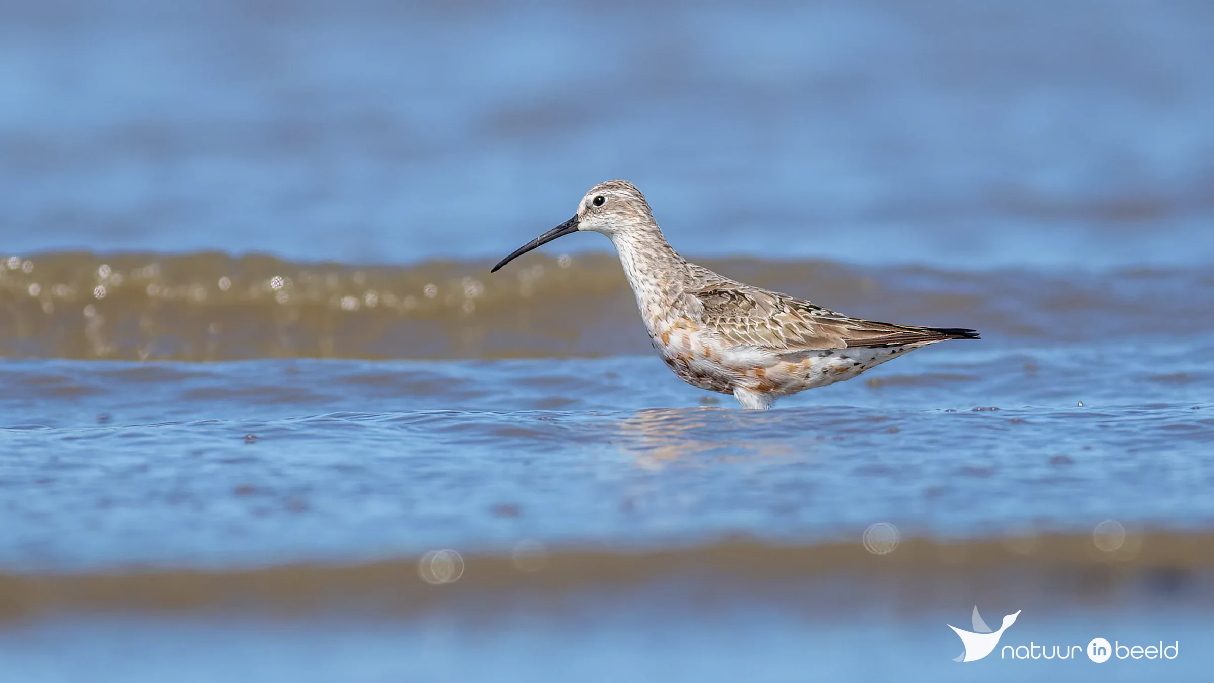 Krombekstrandloper — natuurfoto van Johan van Beilen