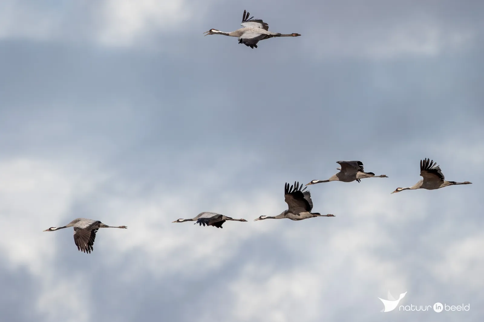 Kraanvogels — natuurfoto van Johan van Beilen