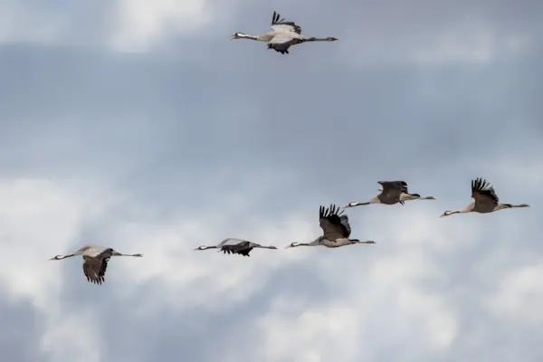 Kraanvogels