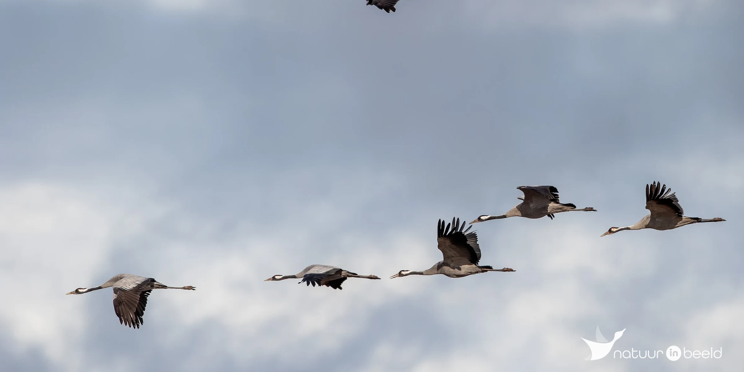 Kraanvogels — natuurfoto van Johan van Beilen